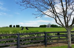 Kentucky Horse Ranch