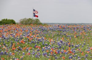 Texas blue bonnets